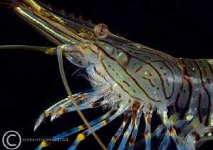 Prawn.
Aughrusmore pier, Connemara by Mark Thomas 